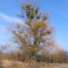 jaskowice-drzewo