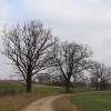 sieroty-drzewa