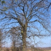 stawy-krzywa-gora-drzewo