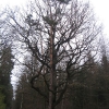swibie-lesniczowka-drzewa