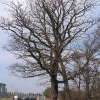tworog-drzewa-1