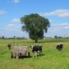 chojecin-wies-krowy