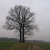 chudow-drzewo
