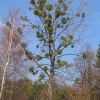 gola-wielka-drzewo