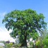 jankowice-drzewo