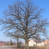 kozlow-drzewo
