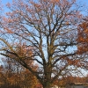 krobielowice-drzewo