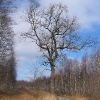 lacza-drzewo