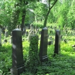 legnica-cmentarz-zydowski-2