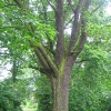 mikorzyn-drzewo