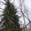 muszkowicki-las-bukowy-drzewo
