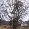 pniowiec-drzewa-2