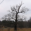 pniowiec-drzewa-3