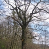 rezerwat-lezczok-drzewo