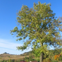 romanowo-drzewo.jpg