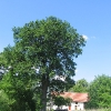sieniawka-drzewo