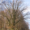 sierakowice-drzewo