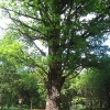 lasy-murckowskie-sobczyki-duze-pomnikowy-dab