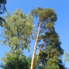 sobisz-drzewa-1