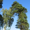 sobisz-drzewa-2