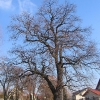 sosnicowice-drzewo