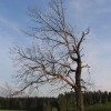 sowczyce-drzewo