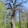 stara-chudoba-drzewo-1