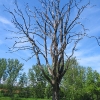 stenclowka-drzewo