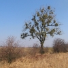 swiete-drzewo-1