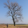 swiete-drzewo-4