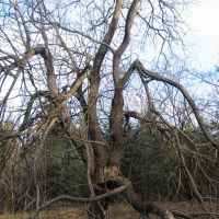 trawienska-gora-drzewo.jpg
